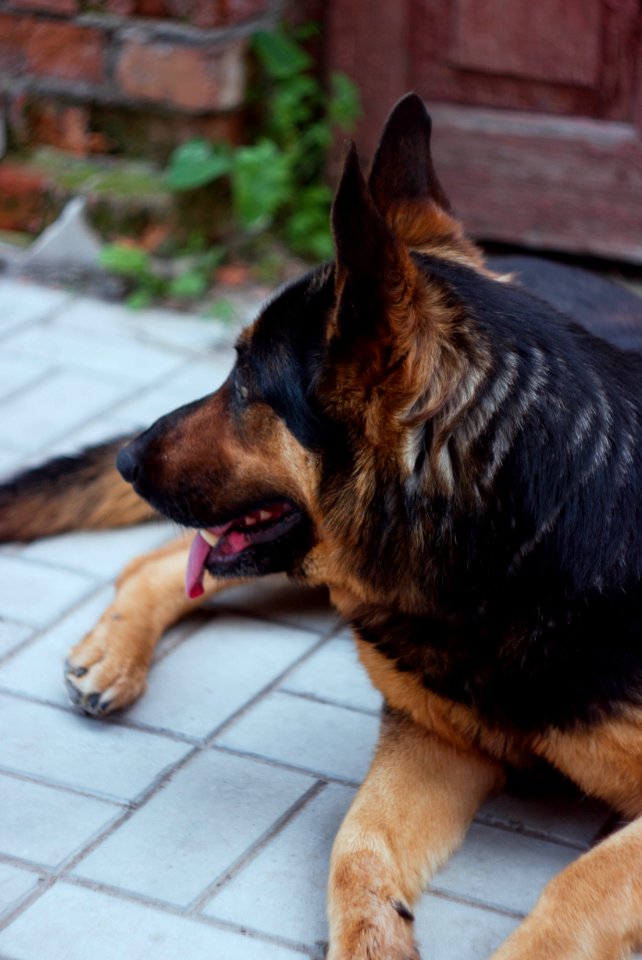 50mm, Canon, Dog