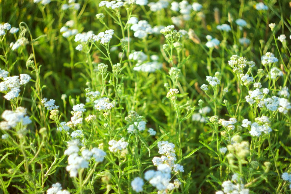 Summer, Sumy, Flora