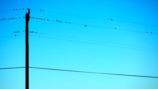 silhouette of birds on electric wires