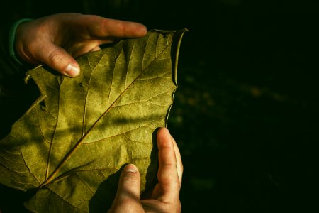 person holding leaf photo