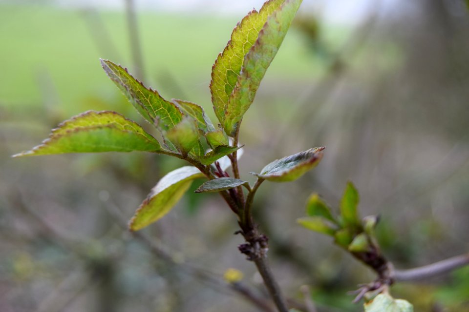 Norwich, United kingdom, Plant photo