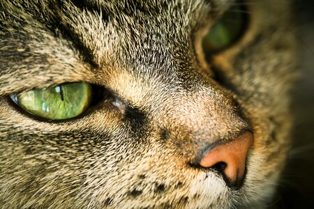 Domestic cat cat's eyes cat face photo