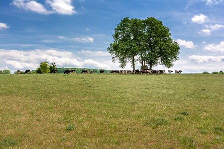 Pasture summer clouds