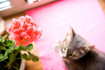 Grow, Flowers, Green bean
