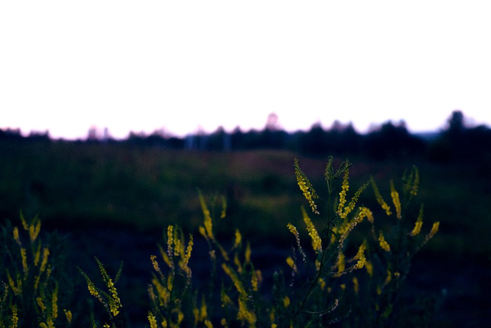 Russia, Nikon, Field