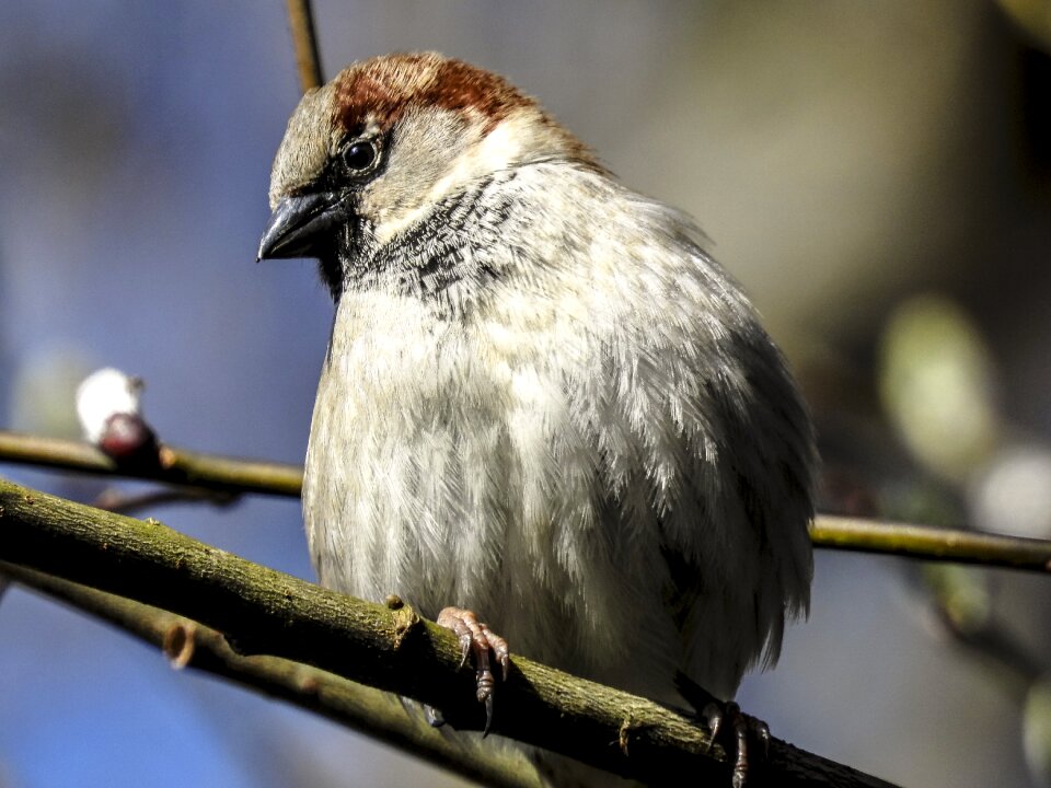 Bird songbird garden bird