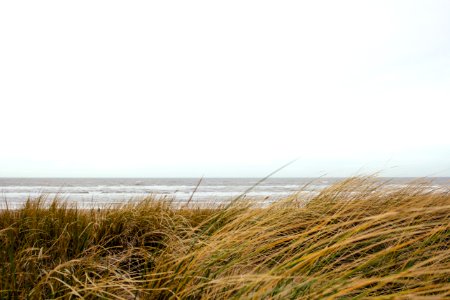 brown grass in front ocean at daytime photo