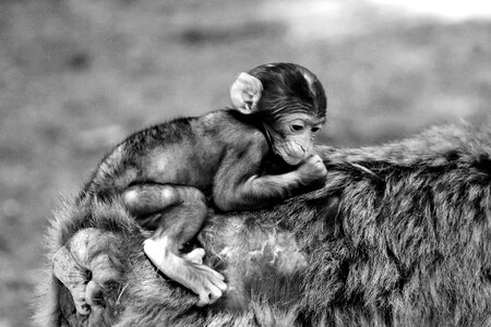Monkey mountain salem animal wild animal
