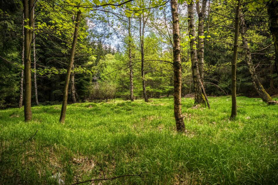 Spring hiking nature