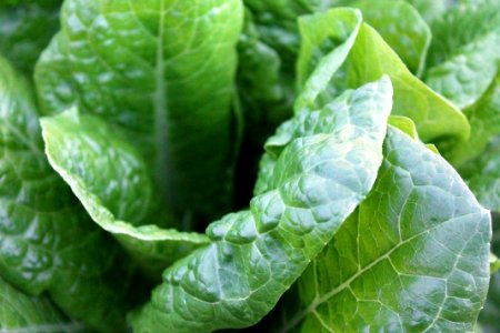 closeup photo of green lettuce photo