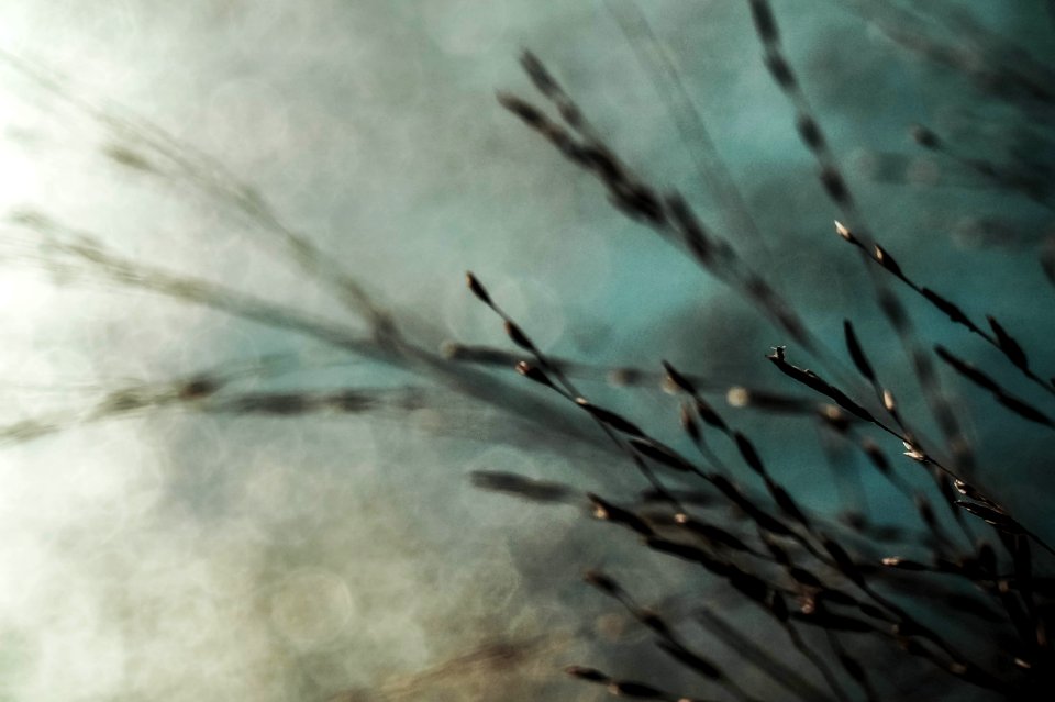 Macro, Blue, Nature