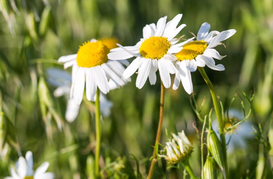 White flower yellow