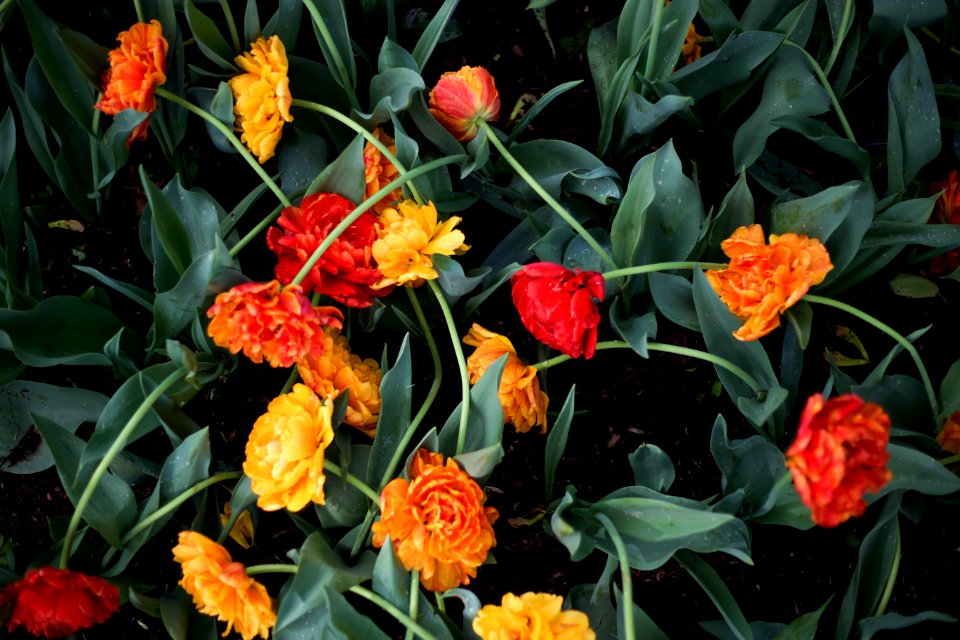Iowa, United states, Flowers