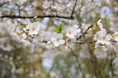 selective focus photo of white cherry blossoms photo