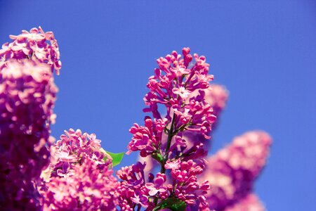 Nature spring health