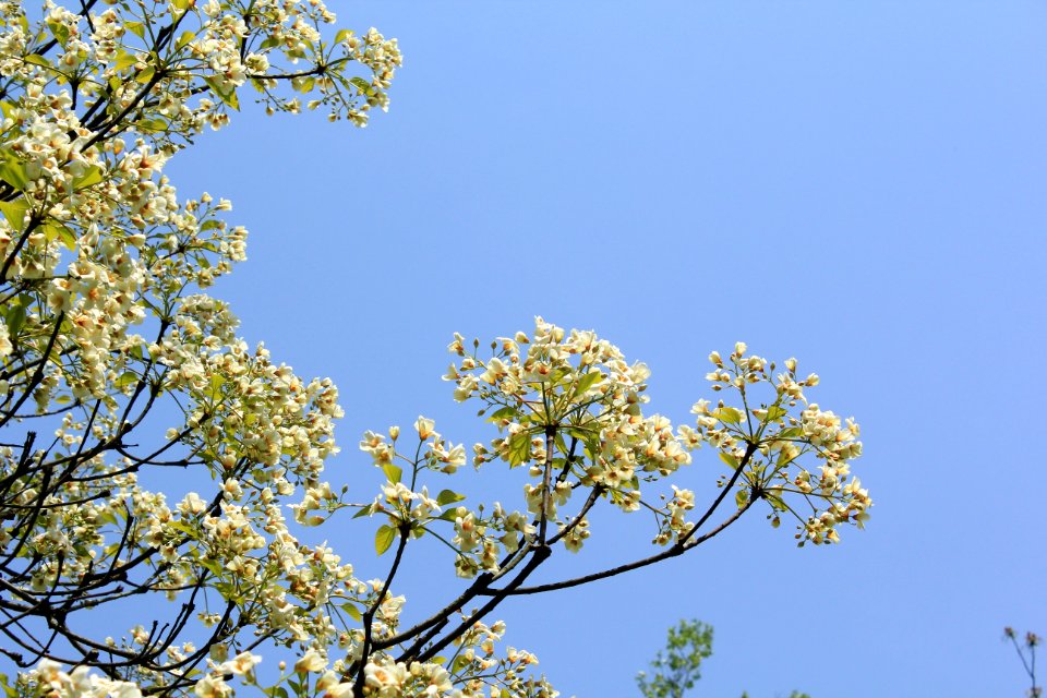 Flowers, Spring