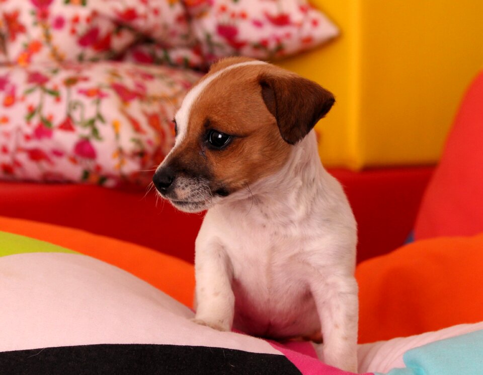 Chihuahua baby cute