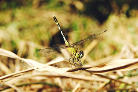 Nature, Green, Dragonfly posture