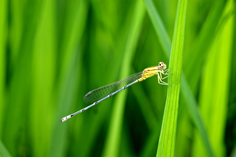 Macro, Nature, Green