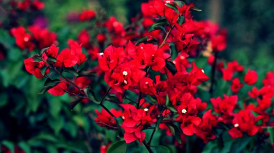 Beautiful, Flora, Park