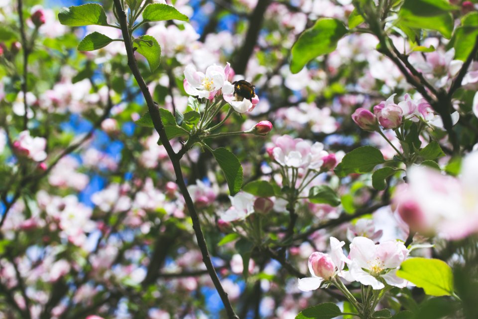 Summer vibe, Beautiful, Bee