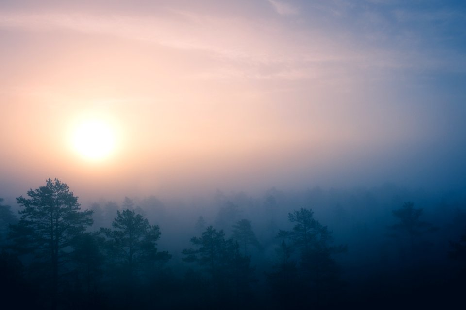 green trees covered with fogs during sunrise