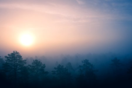 green trees covered with fogs during sunrise photo