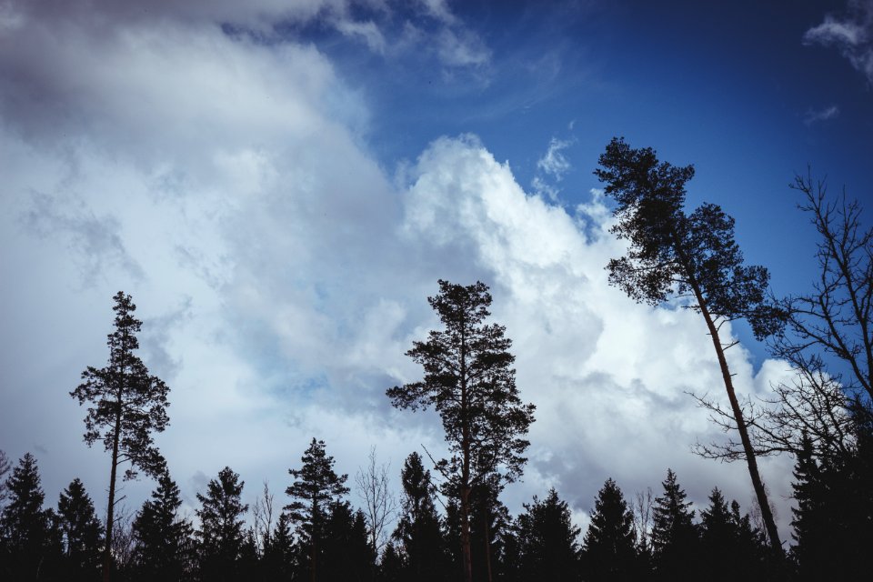 Dramatic, Trees, Clouds