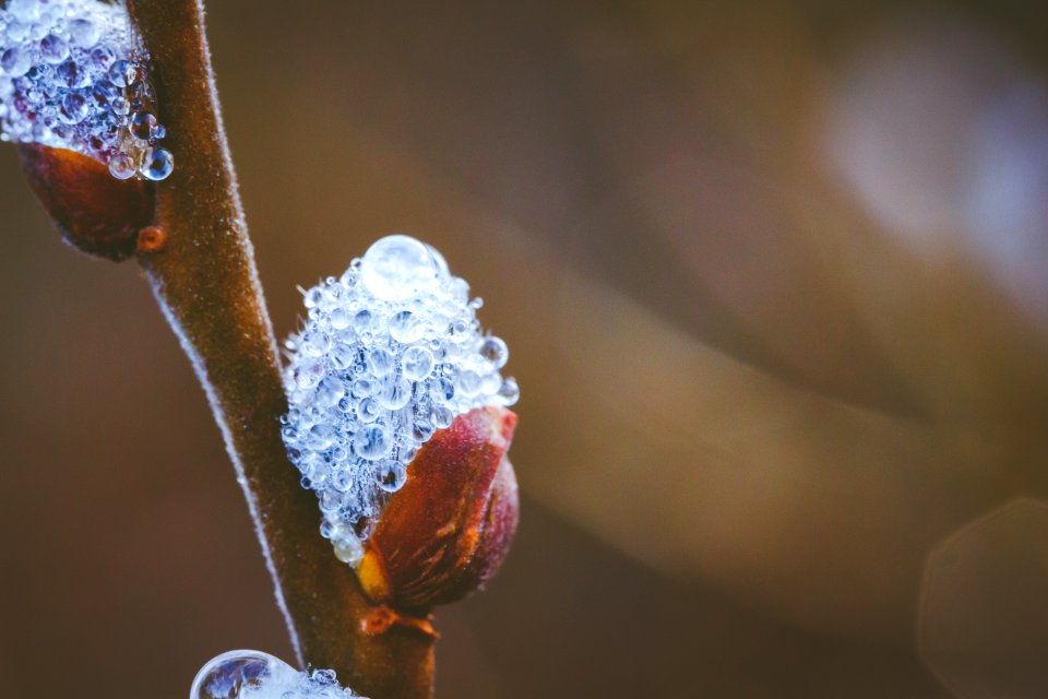 Nature, Pussy willow, Spring