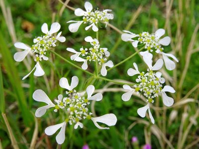 Anthi flower wildflowers