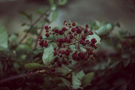 selective focus photography of red cranberries photo