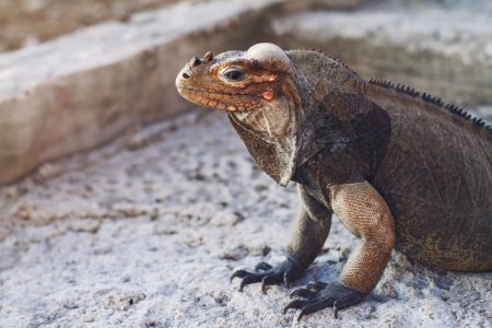 Dominican republic, Lake enriquillo, Tropical photo