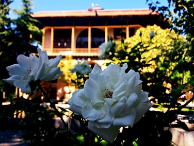 Qazvin, Iran, Tree