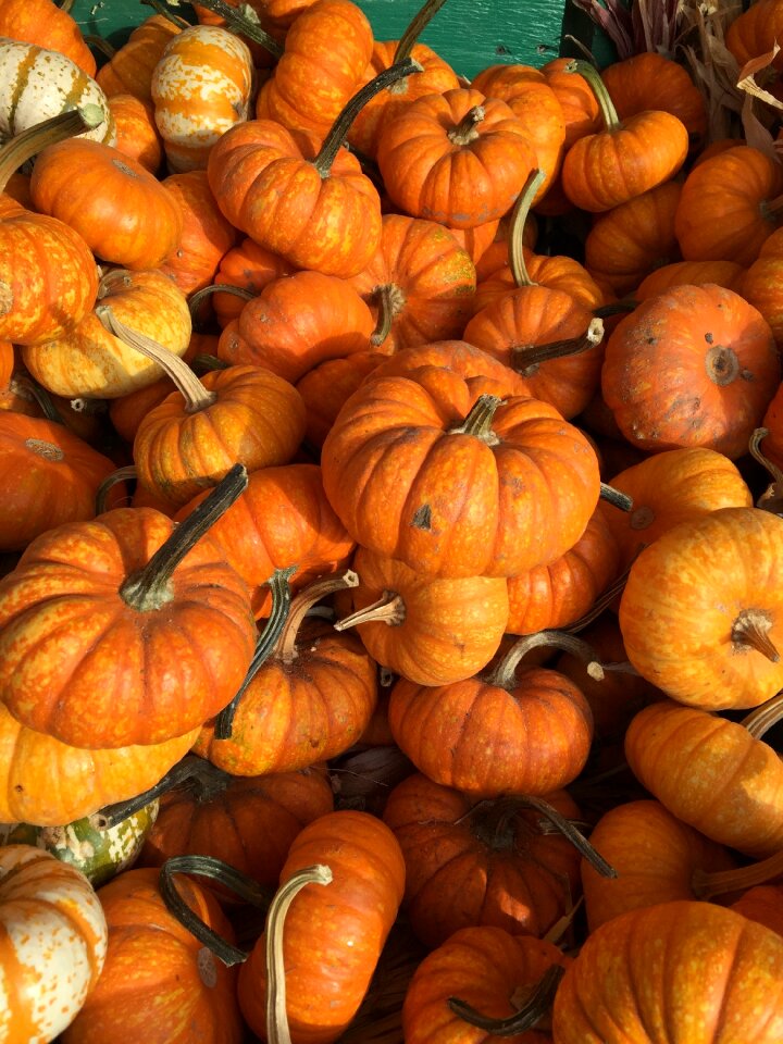 Harvest thanksgiving autumn