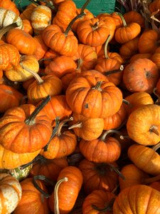 Harvest thanksgiving autumn