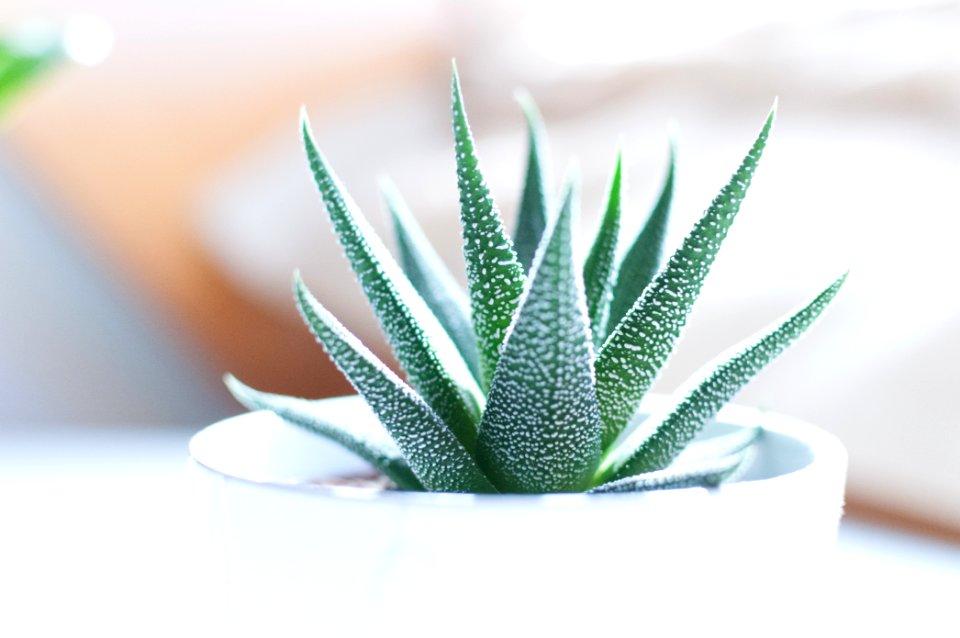 Aloe vera plant inside white pot