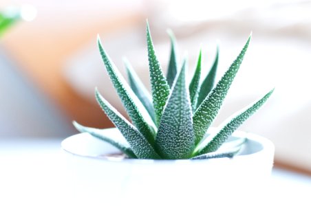 Aloe vera plant inside white pot photo