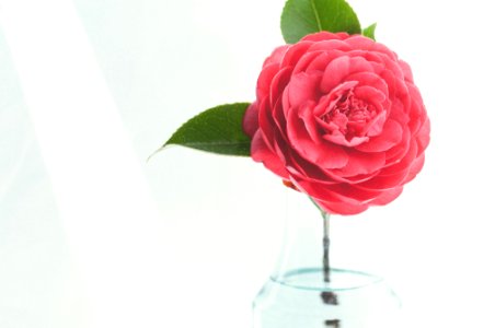 pink petaled flower on clear glass vase photo