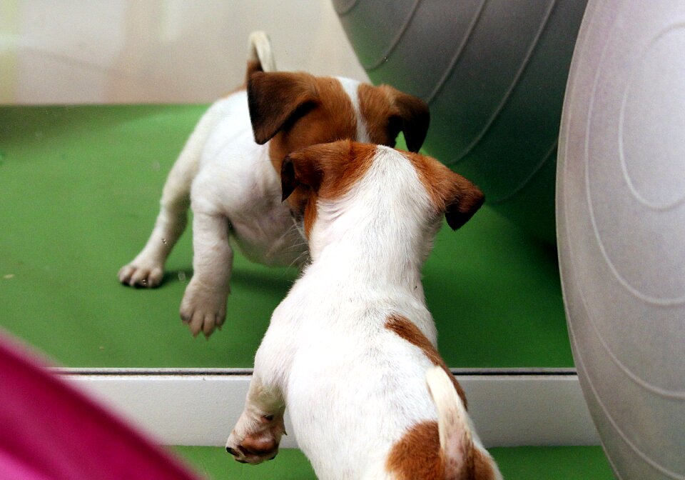 Chihuahua mirror baby