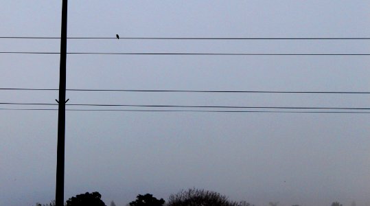 Simple, Bird, Fog photo