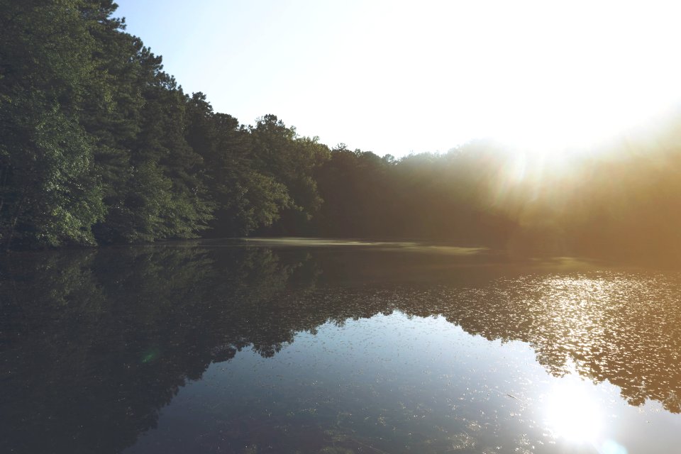 Calm, Outdoors, Forest