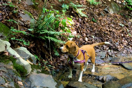 Sope creek trail, Marietta, United states