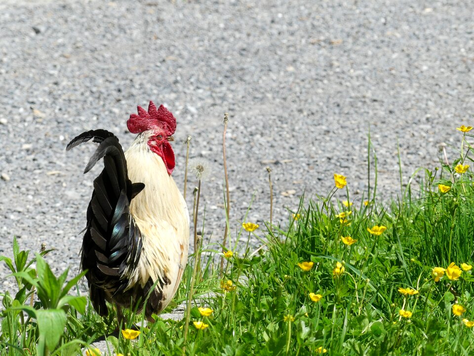 Poultry gockel pride