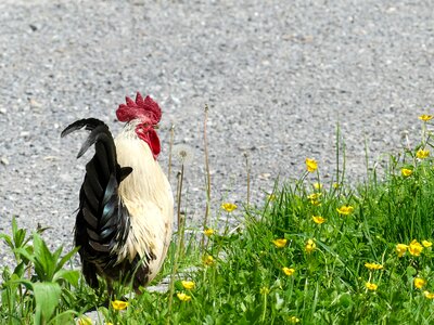 Poultry gockel pride