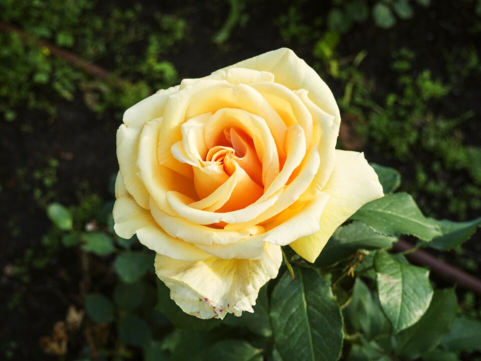 Flower flowers nature