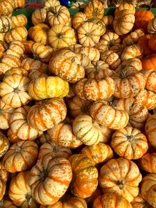 Stripes garden produce