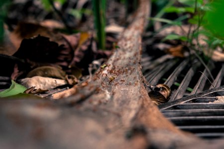 Close up, Ants