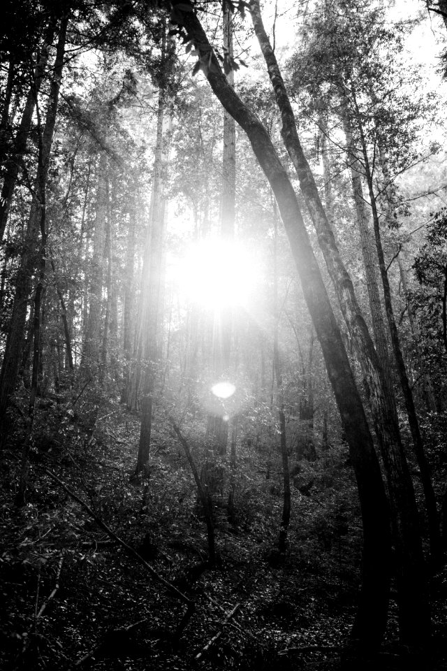 Light, Big basin redwoods state park, Boulder creek