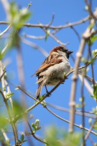 Sparrow tree wings