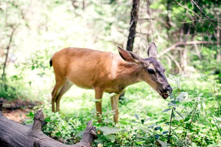 photography of brown deer on forest photo